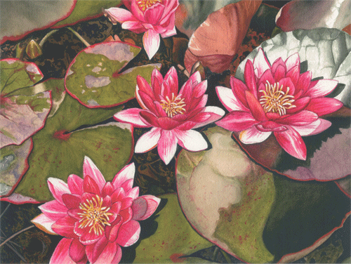 16 lily pond brunico